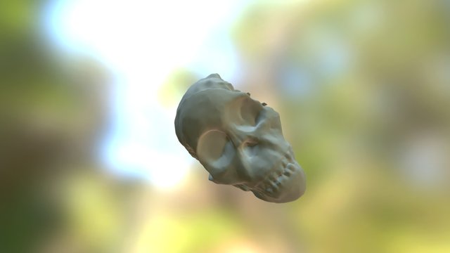 Skeleton head2 3D Model