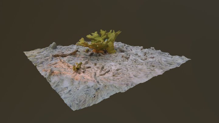 Elkhorn Coral 3D Model