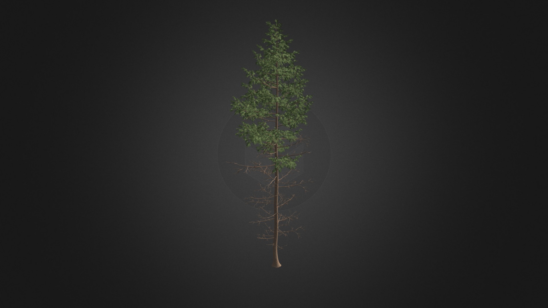 3D model Pine Tree 3D Model 16m - This is a 3D model of the Pine Tree 3D Model 16m. The 3D model is about a tree with a green stem.