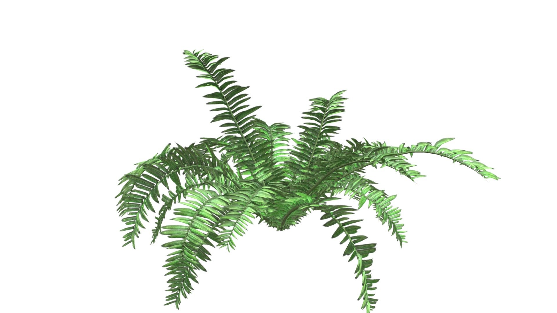 Boston Fern Plant #09 - Buy Royalty Free 3d Model By Meshshape [2e317a3 