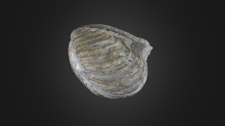 Bivalve: Trigonia costata (PRI 55092) – Modelo 3D gratuito STL