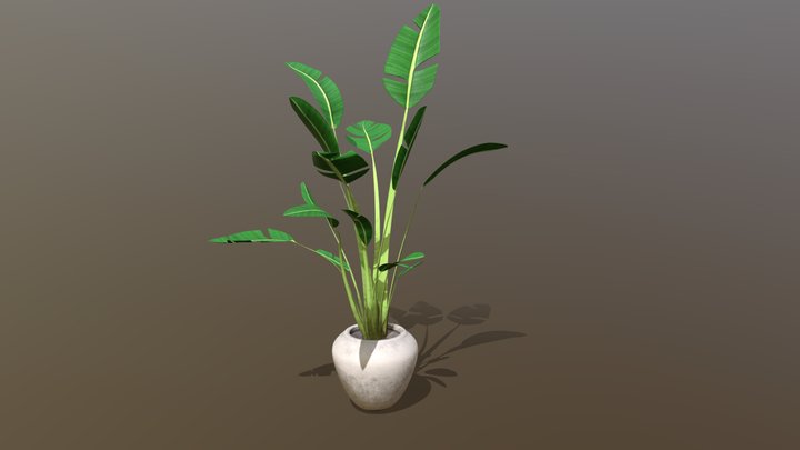 Indoor plant (Test) / Strelitzia Nicolai 3D Model