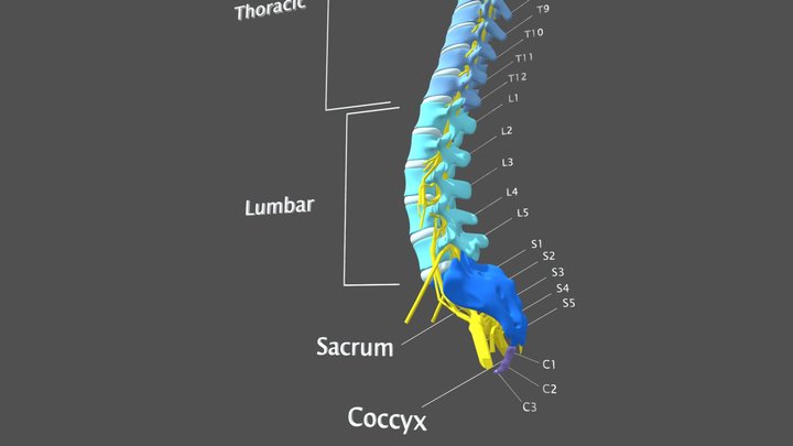 Spine - with Annotations 3D Model