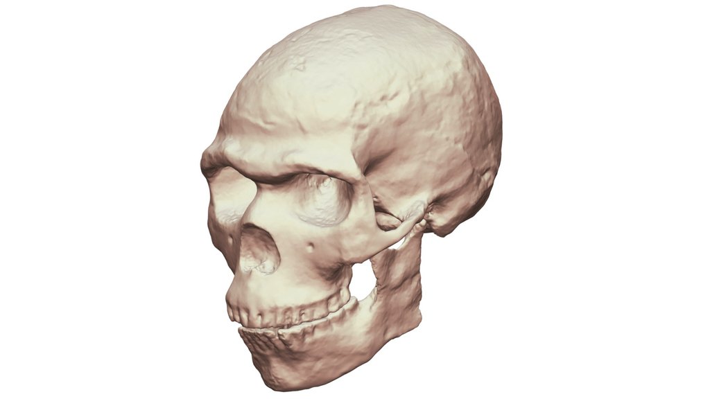 Skhul 5 Complete Skull