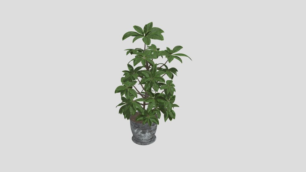 Scheffler Plant