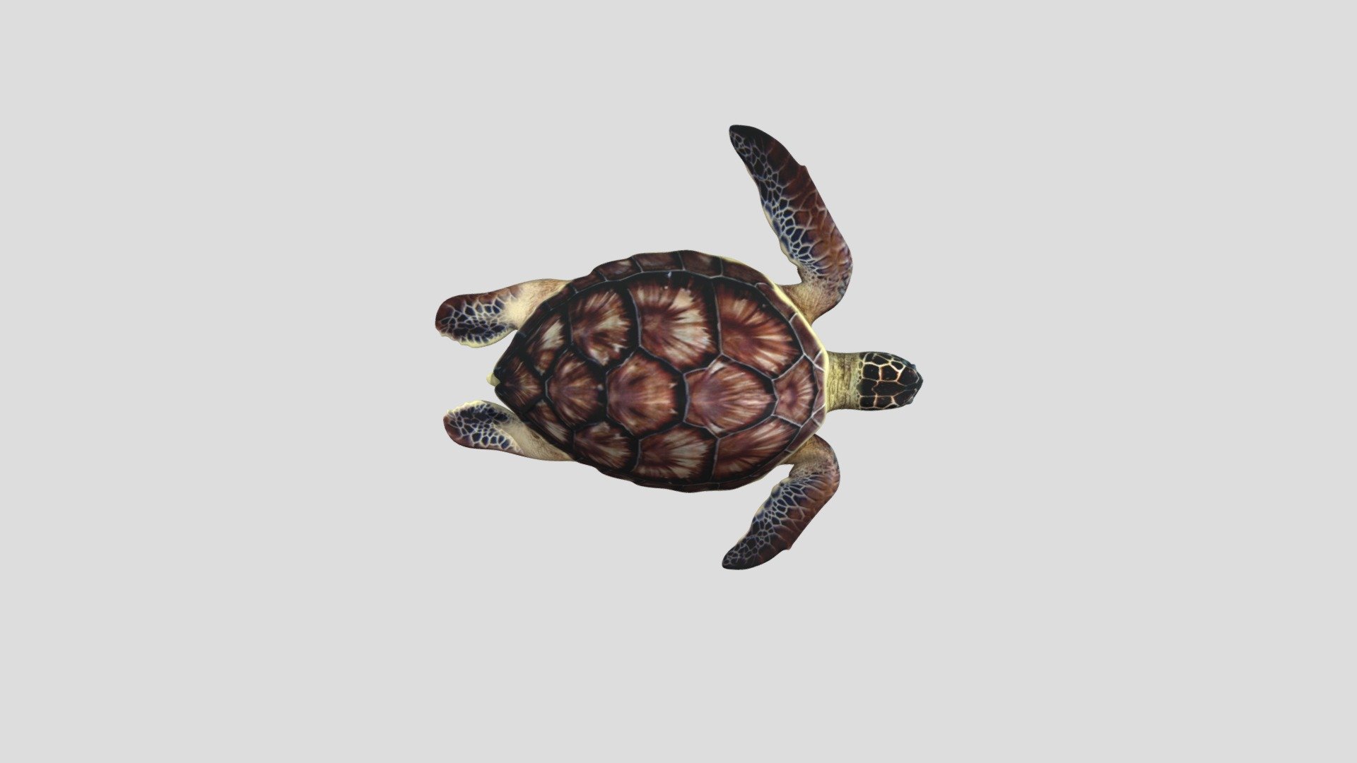 DTS4.2_CUINDA_Y1_MICHAL_E_07_TURTLE