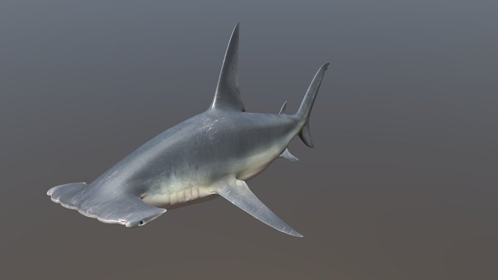 Great Hammerhead Shark Animated 3D Model