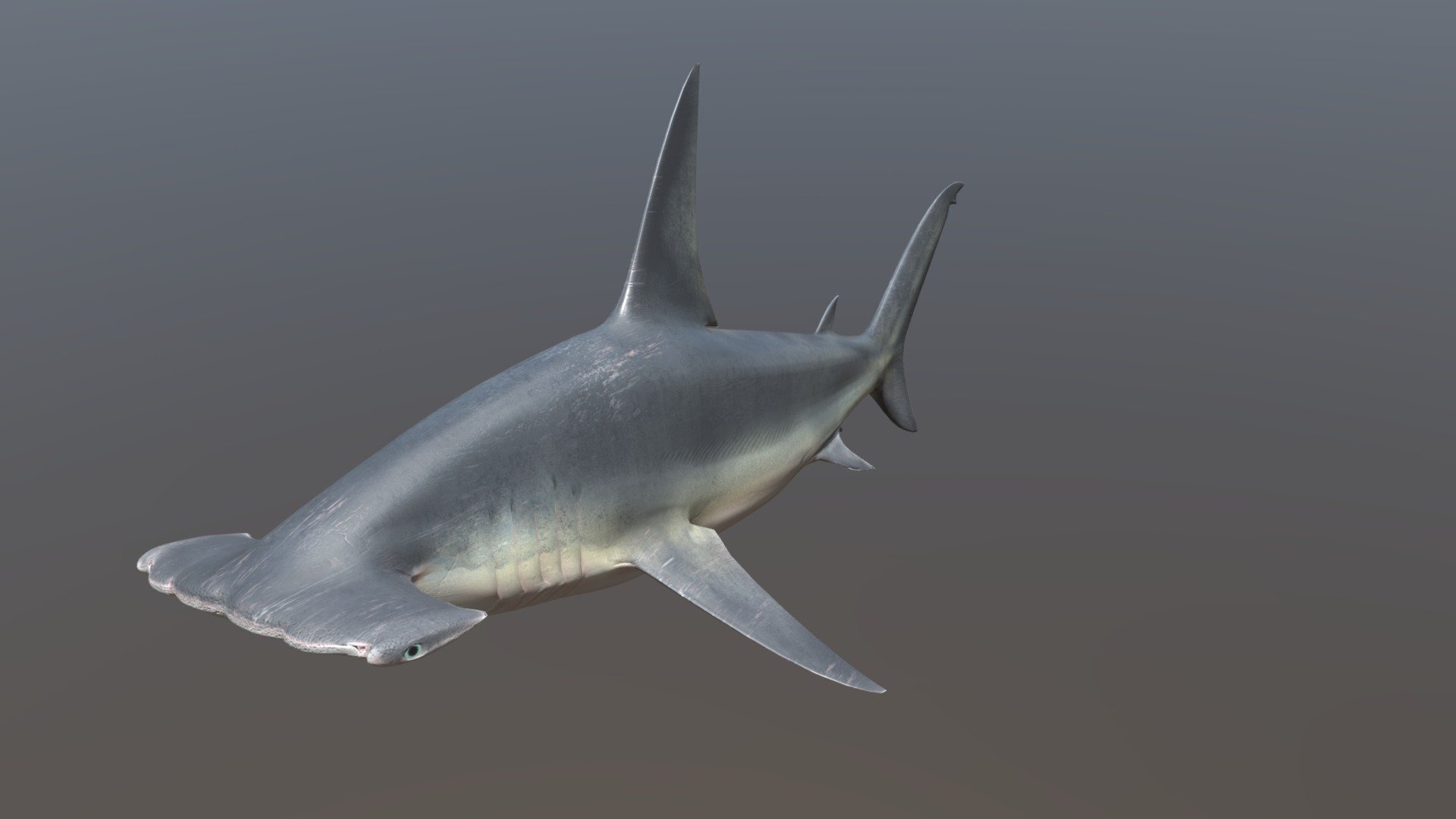 Great Hammerhead Shark Animated Buy Royalty Free 3D model by