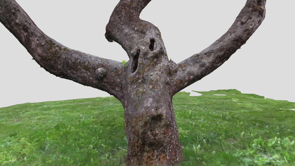Apple tree