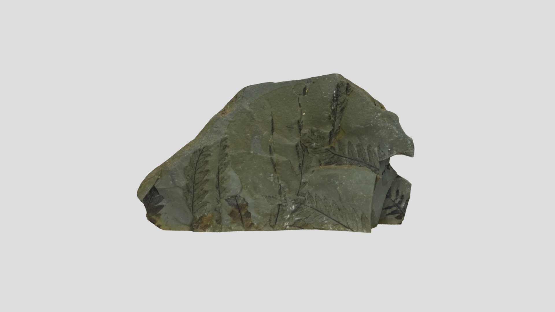 Fern Fossil