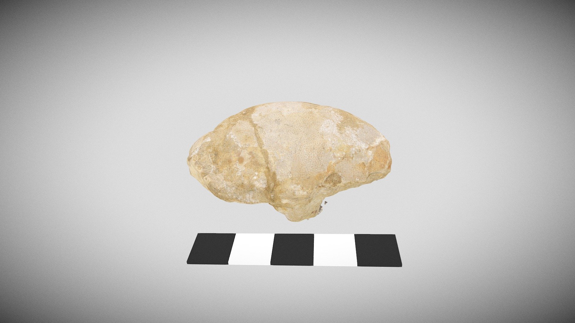 Crustacean fossil
