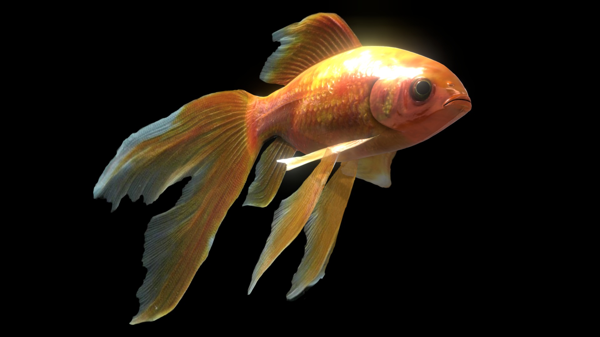 3D model Gold Fish - This is a 3D model of the Gold Fish. The 3D model is about a goldfish with a black background.