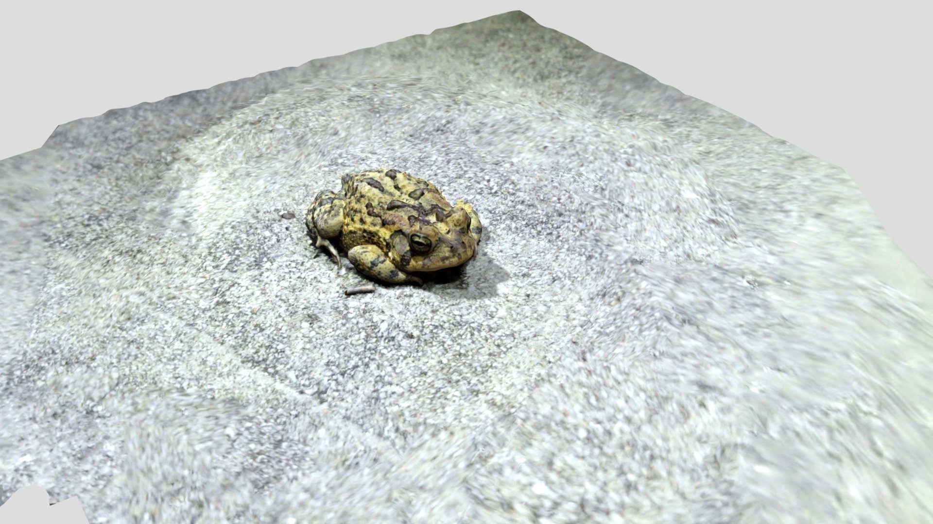 Southern Toad 3D Scan - 3D model by Frogs&Friends (@jessielrobertson ...