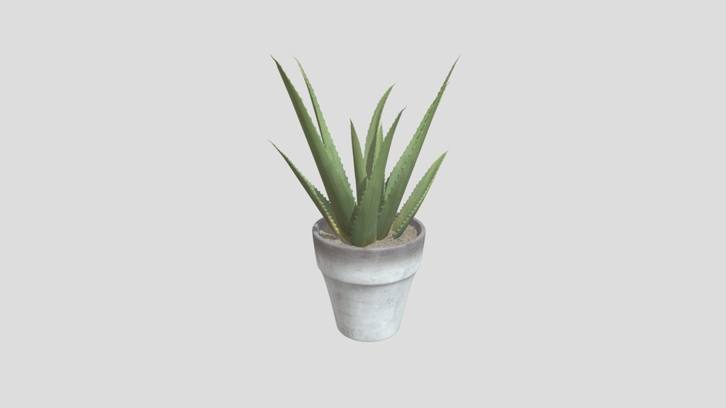 Aloe Vera Potted Plant