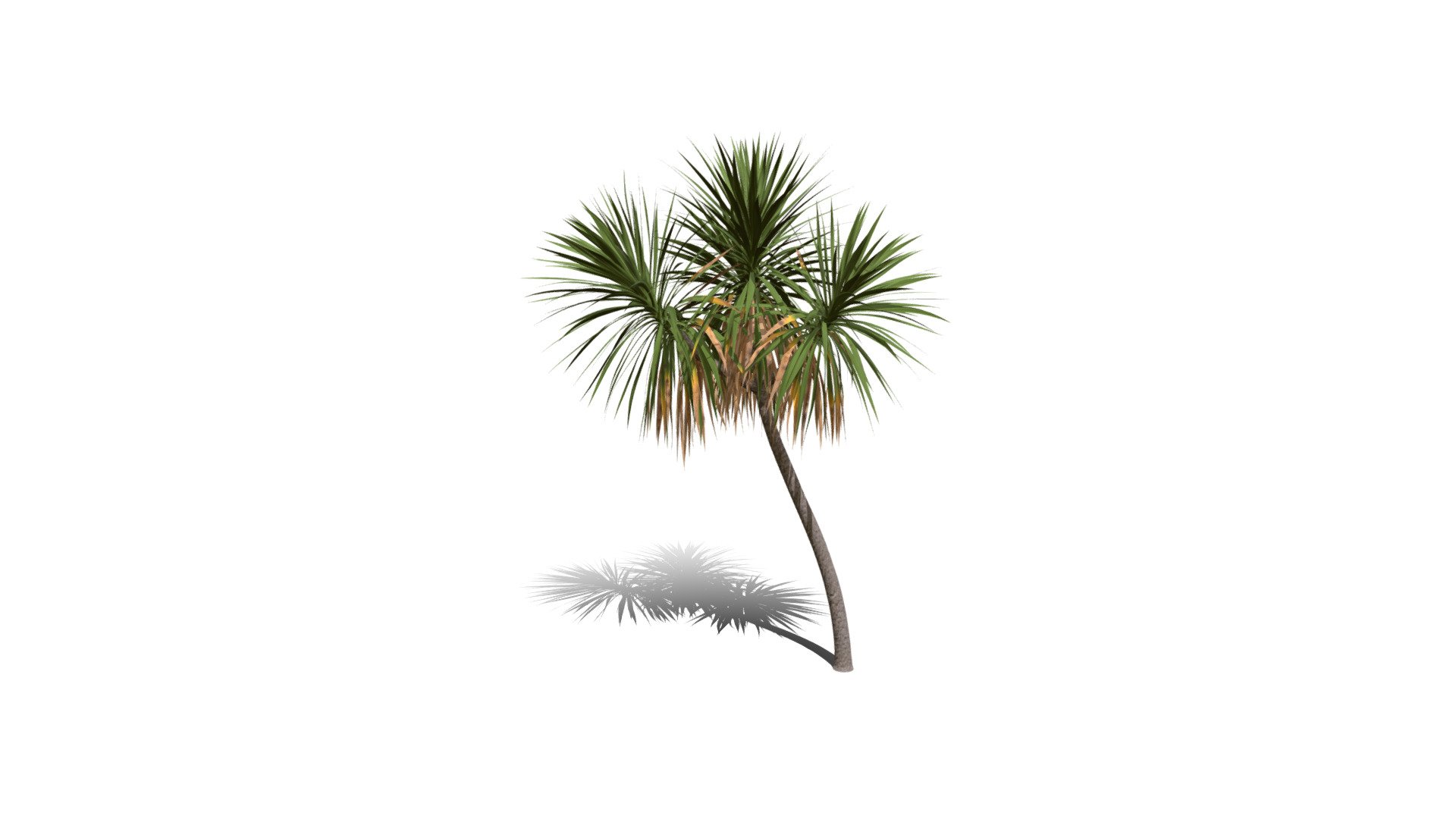 Realistic HD Cabbage tree (47/50) - Download Free 3D model by ...