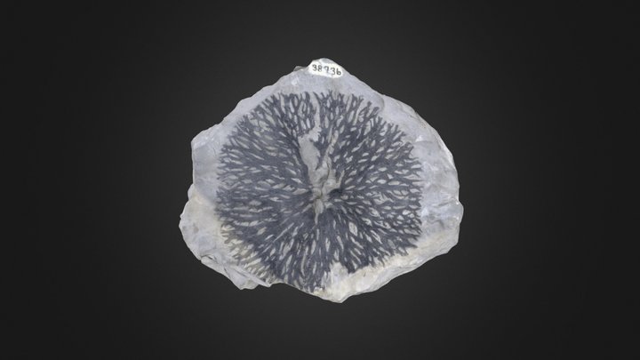Graptolite: Palaeodictyota (PRI 49831)
