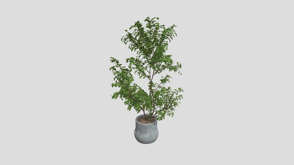 Indoor Tree
