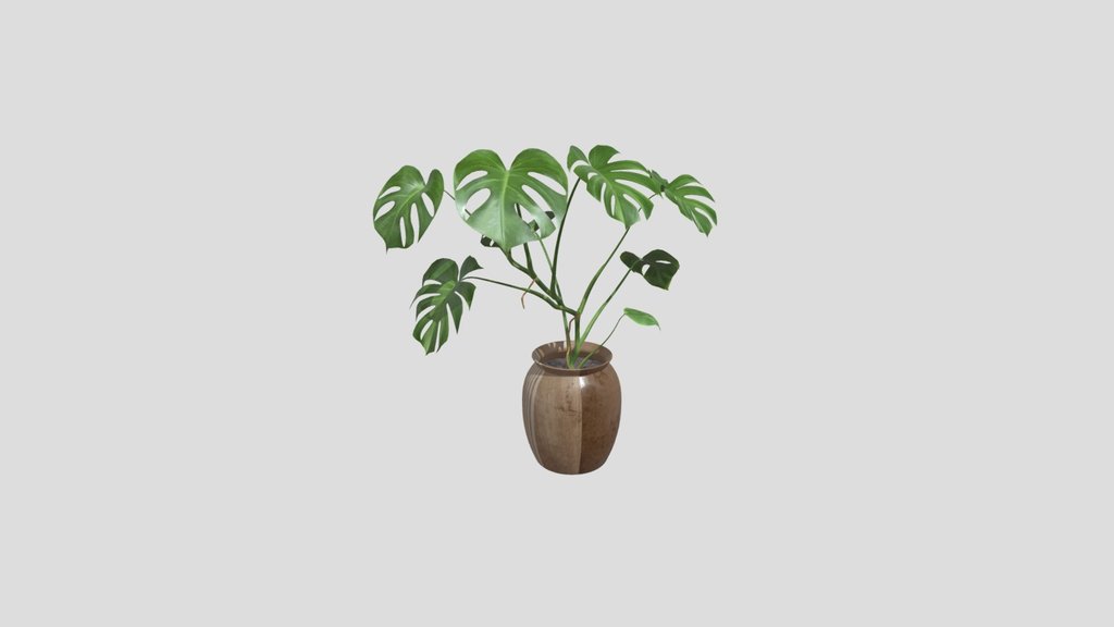 Small Monstera