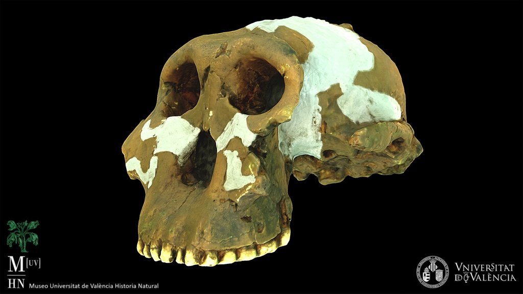 Paranthropus boisei skull (cast)