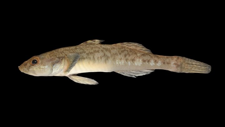 CC0 ビリンゴ 🐟 Chestnut Goby, Gymnogobius breunigii – Free 3D Model STL