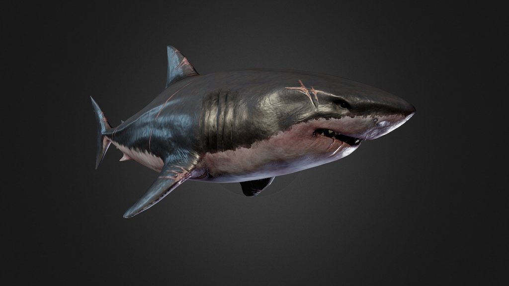 Great White Shark Model (Blender) by ScorchingKami on DeviantArt