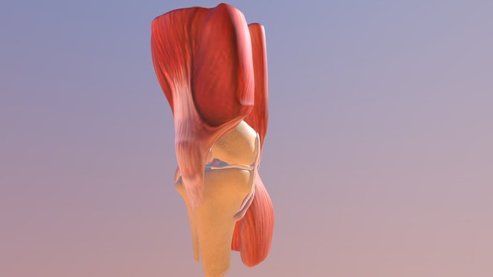 Knee 3D Model