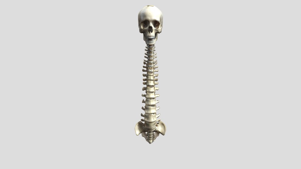 Stylized Human Spine And Skull