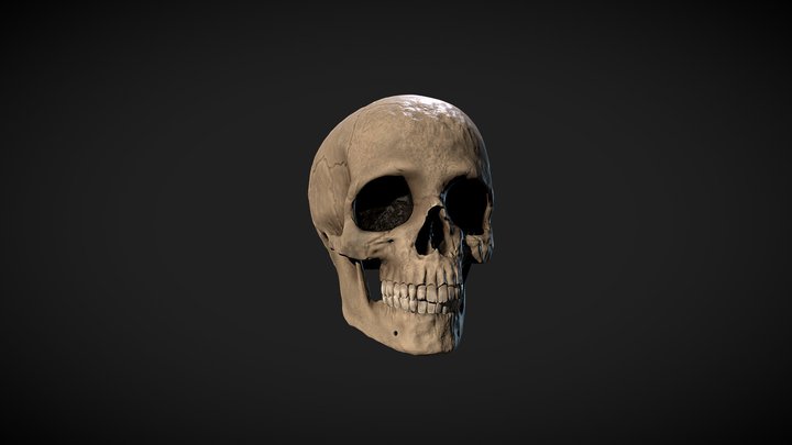 Human skull / Cráneo humano 3D Model