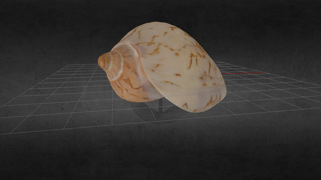 Seashell v2 3D Model