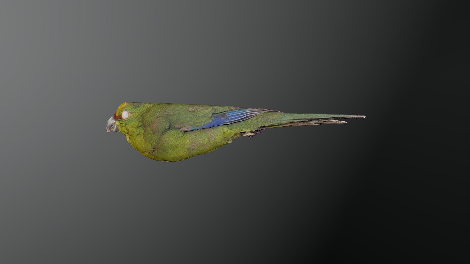 Yellow-crowned Parakeet - Cyanoramphus auriceps
