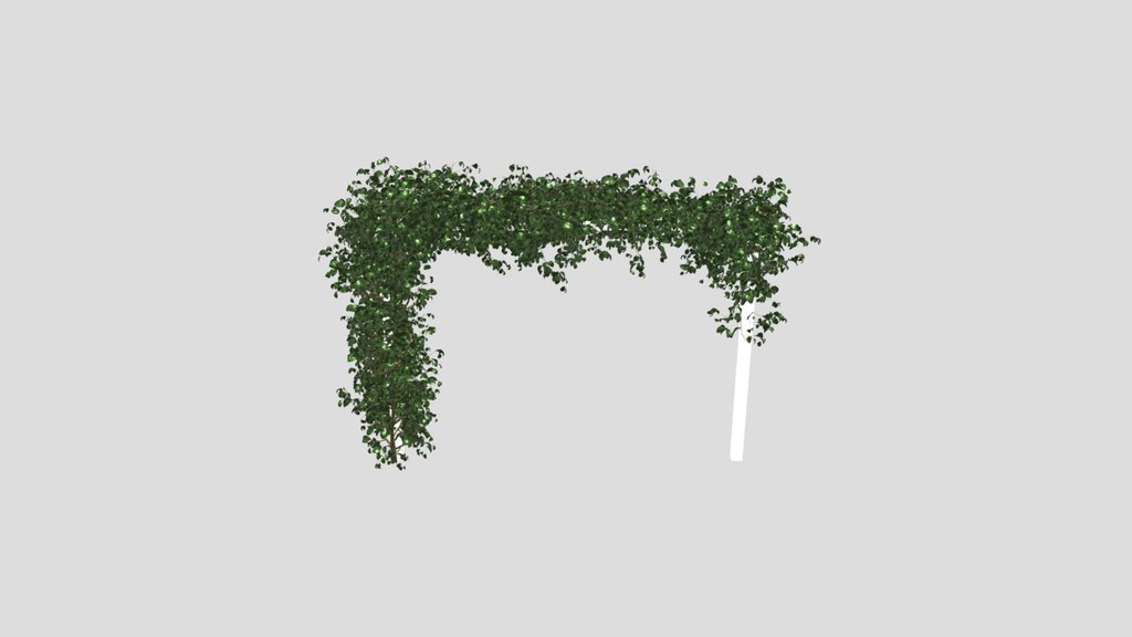 Ivy Flower Arbor Plant Chinese Trumpet Vine