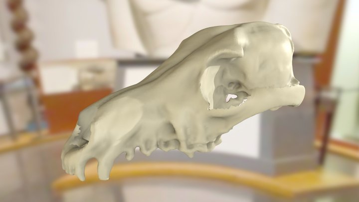 ChM CM981 - Coyote Skull 3D Model