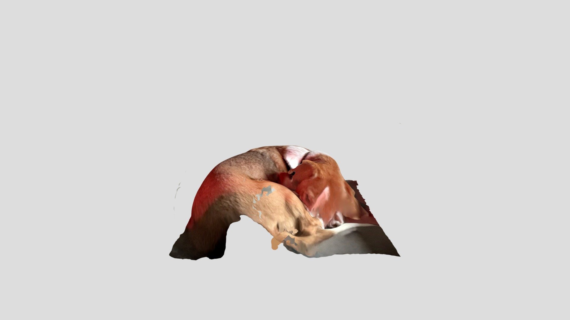 Sleepy Pup