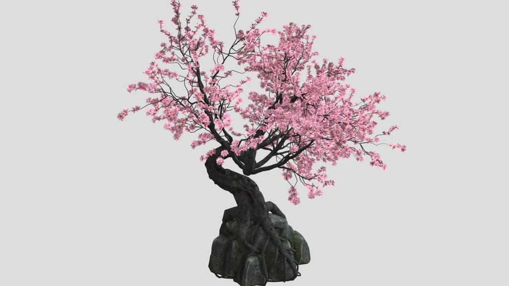 Cherry Tree