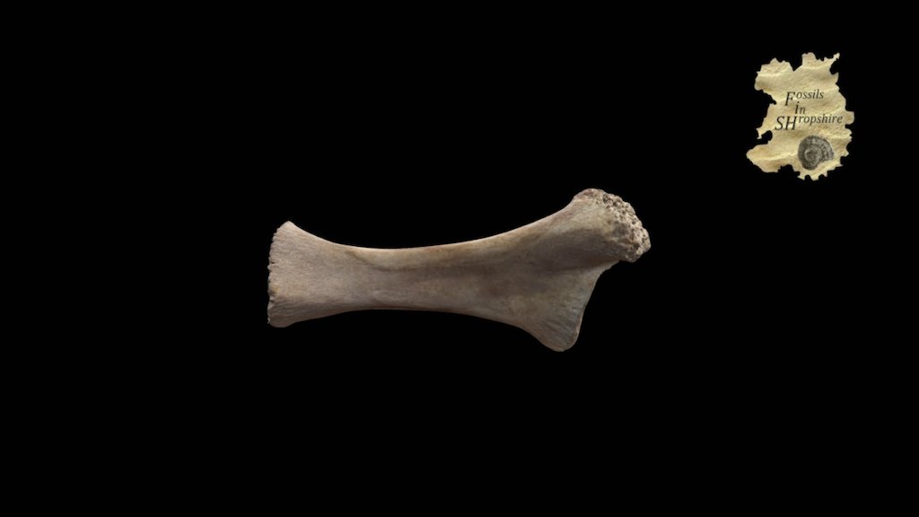 Juvenille mammoth ulna