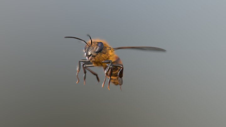 Bee 3D Model