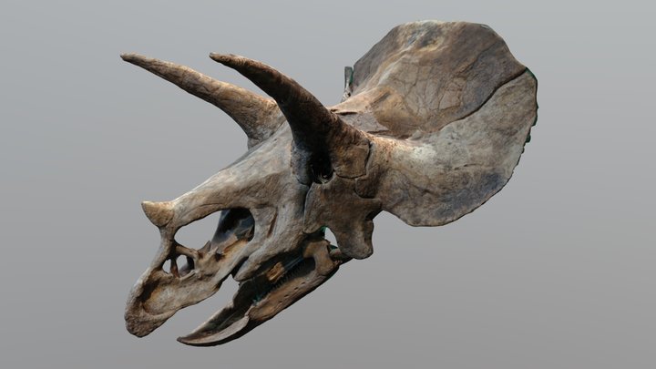 Triceratops 3D Model