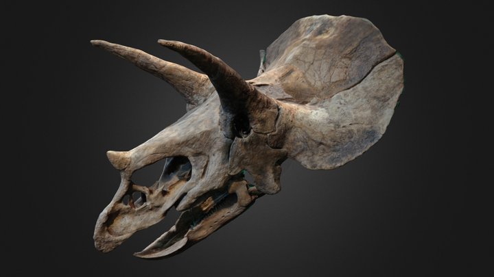Triceratops 3D Model