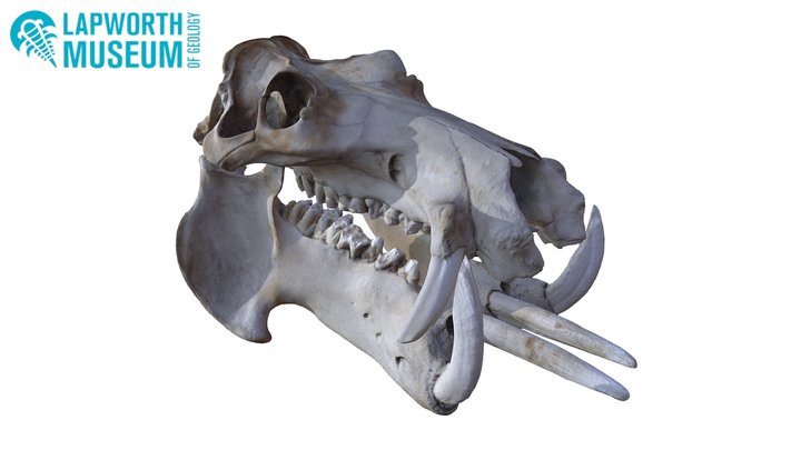 Hippopotamus Skull 3D Model