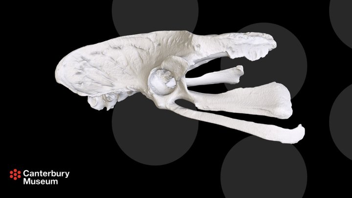 Heavy-footed Moa P. elephan - duplicated version 3D Model