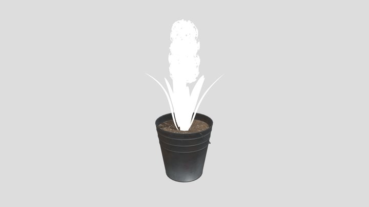Potted Hyacinth Flower Plant