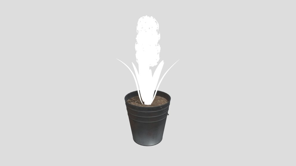 Potted Hyacinth Flower Plant