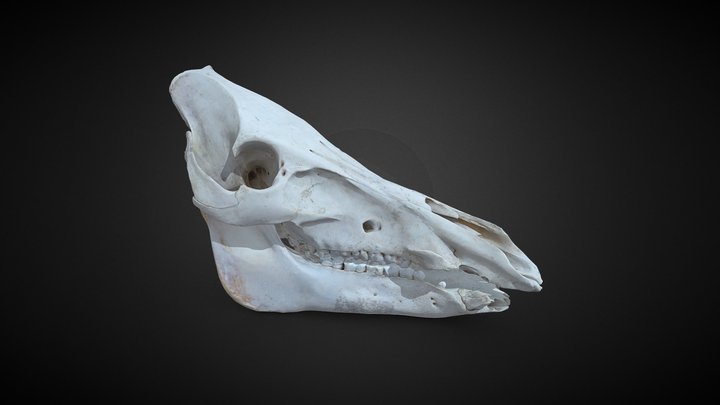 Boar Skull: Department of Veterinary Pathology 3D Model