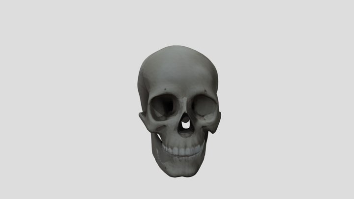 Cráneo 3D Model