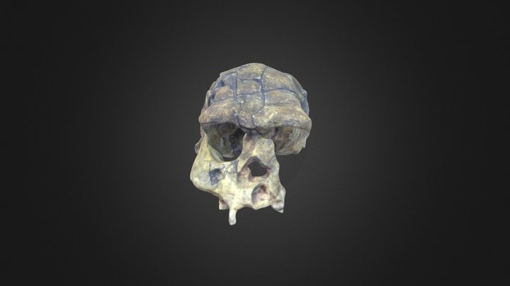 Homo erectus cranium – Free 3D Model STL