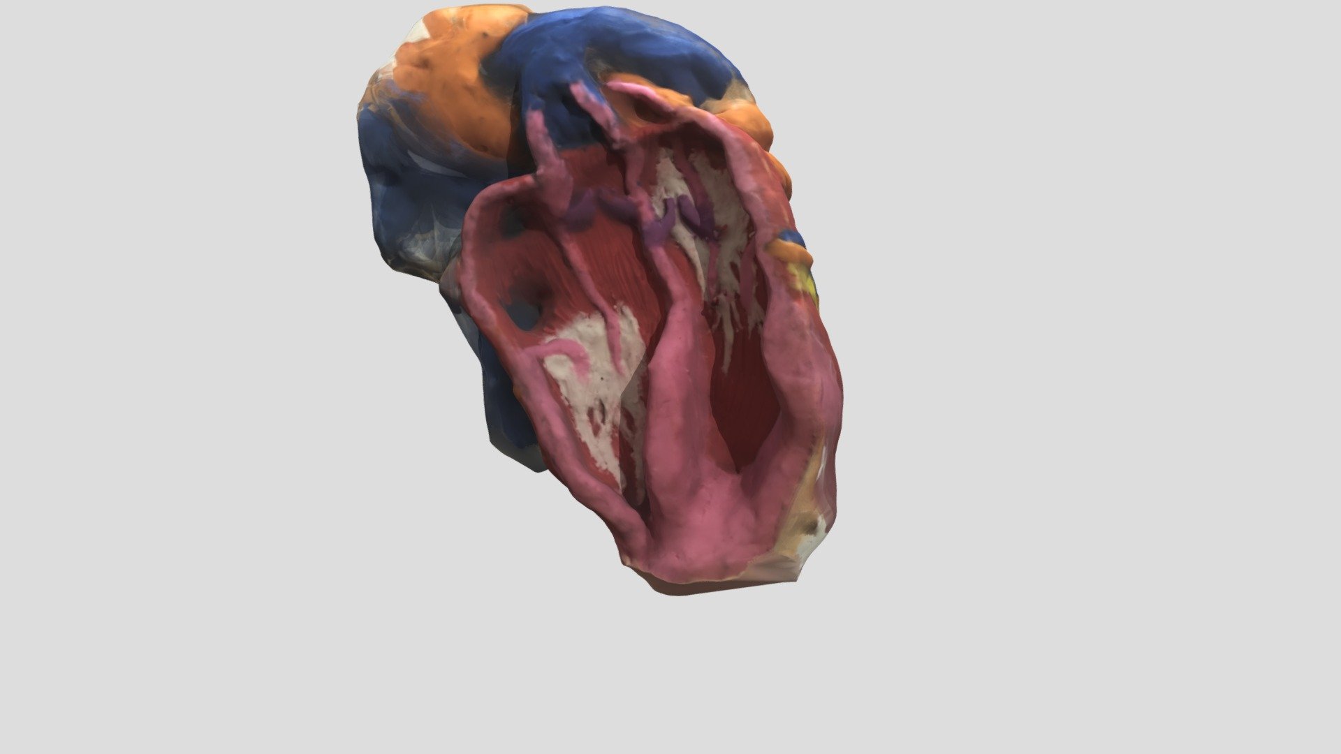 a2heart-1 pacemaker cells, the SA and AV nodes - 3D model by em692 ...