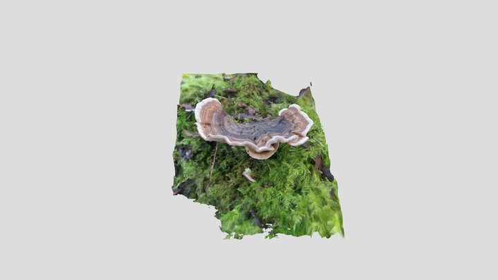 Turkey tail - Trametes versicolor – Modello 3D gratuito STL
