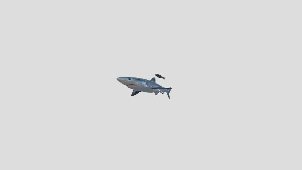BlueShark (Prionace Glauca)