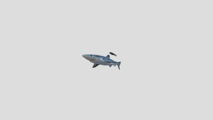 BlueShark (Prionace Glauca) 3D Model