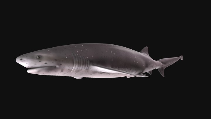 Model 88 - Broadnose Sevengill Shark – Free 3D Model STL